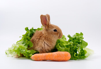 Wall Mural - rabbits and fresh greens salad parsley carrot cabbage on a white background