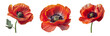 Red poppy flowers isolated on a transparent background.