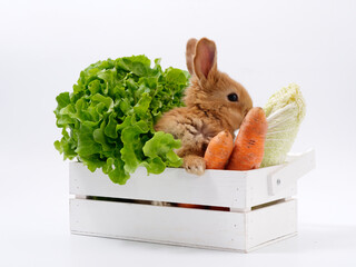 Wall Mural - rabbits and fresh greens salad parsley carrot cabbage on a white background