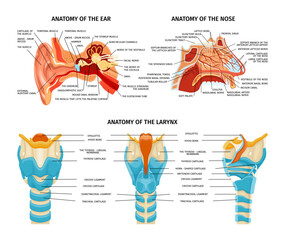 Sticker - Ear Nose Anatomy Set