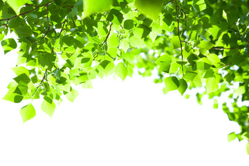 Aufkleber - Tree branch with leaves on white background with sunlight
