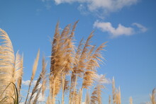 Reeds Blowing In The Wind Against A Blue Sky