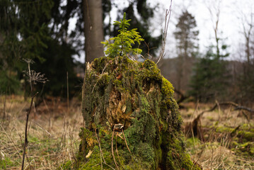 Junger Nadelbaum wächst aus Todholz, Großer Feldberg