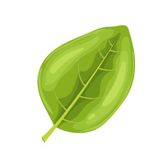 Canvas Print - oregano leaf cartoon vector illustration