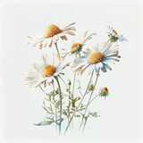 Fototapeta Kwiaty - Watercolor chamomile illustration on white background. Flower art. Ai generated