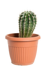 Sticker - Potted cactus isolated