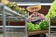 © Prathankarnpap - Successful farmer holding a wooden crate with green oak, rat oak, butterhead and green coral. Business agriculture concept