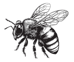 Sticker - Bee hand drawn sketch insects vector illustration Honey