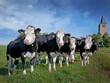 © A - Cows in meadow. Friesland. Netherlands. Farming. Cattle.