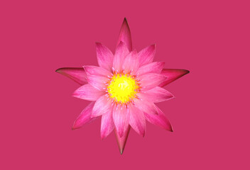 Wall Mural - Isolated pink waterlily or lotus flower with clipping paths.
