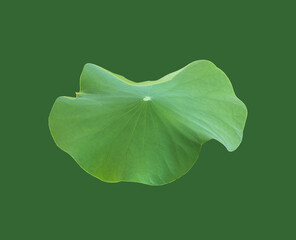 Wall Mural - Isolated waterlily or lotus leaf with clipping paths.