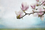 Fototapeta Dmuchawce - Kwiaty magnolii