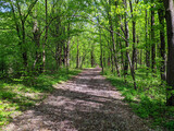 Fototapeta Natura - a road in a spring forest with fresh green trees