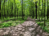 Fototapeta Natura - a road in a spring forest with fresh green trees
