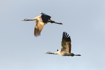 Wall Mural - two common cranes (grus grus) in flight in evening sun