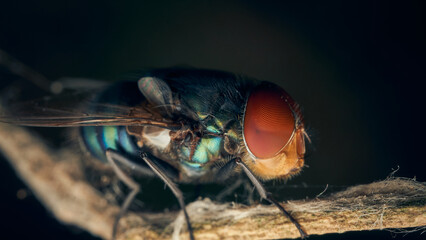 Wall Mural - Details of a large red eyed fly perched on a branch