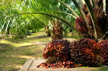 Oil Palm Fruits With Palm Plantation Background.