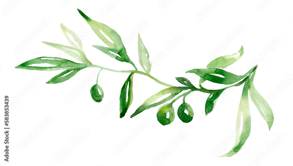 Watercolor olive branch with leaves and fruits isolated on white ...