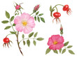 Watercolor Botanical Illustration branch, fruit and flower of cinnamon rose