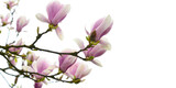 Fototapeta Paryż - Kwitnące kwiaty magnolii
