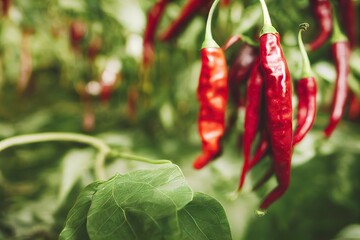 Wall Mural - Green twigs in garden and red pepper hanging, created with generative ai