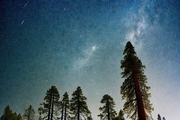 Wall Mural - Tall mighty sequoia forest trees against blue sky, created with generative ai