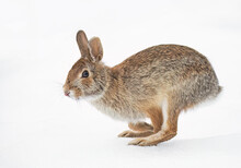 Eastern Cottontail Rabbit Hopping Along In The Winter Snow.