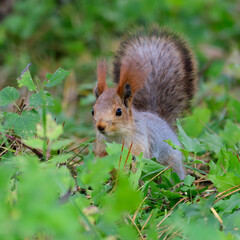 Wall Mural - Eurasian red squirrel Sciurus vulgaris in the wild