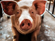 Portrait of cute breeder pig with dirty snout, Close-up of Pig's snout.Big pig on a farm in a pigsty, young big domestic pig at animal farm indoors