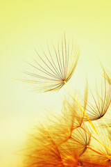 Wall Mural - Dandelion flower on sun