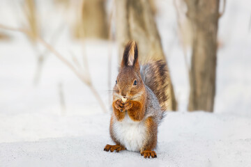 Wall Mural - cute young squirrel on tree with held out paw against blurred winter forest in background.