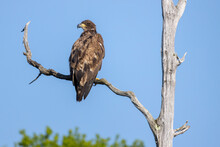 Immature Bald Eagle, Massachusetts, New England
