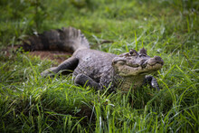 Crocodile On The River Bank - Rio Negro In Costa Rica (crocodylus Acutus)