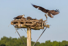 Osprey Delivers Fish To The Nest