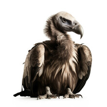 Vulture Isolated On White Background - Generative AI