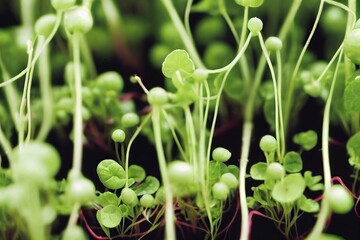 Poster - Delicate green microgreens grown on ground for vegetarian and vegan nutrition, created with generative ai