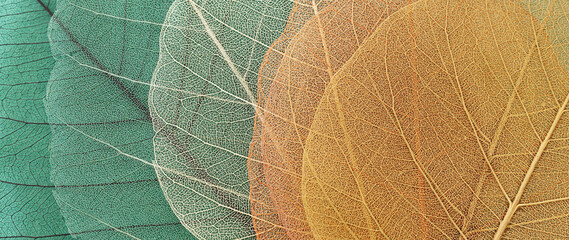 colorful transparent and delicate skeleton leaves