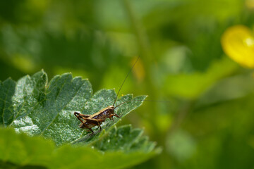 Wall Mural - Brown grasshopper in green nature