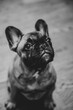© JuLady_studio - French bulldog puppy look sadly to the camera.