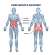 © VectorMine - Core muscle anatomy with obliques, abdominals, lower back and gluteus location outline diagram. Labeled educational scheme with physical muscular system for abs, six pack or torso vector illustration
