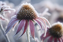 Close-up Of Frosted Dried Echinacea Stamens Generative AI
