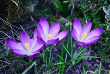 A Group Of Purple White Crocuses In The Grass
