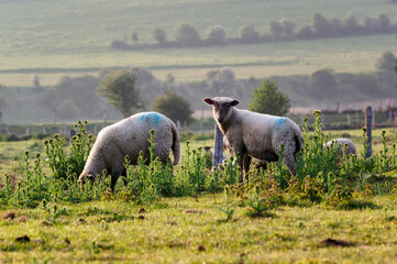 Canvas Print - Herd of sheep and Salt meadows in the bay of Sienne. Heugueville-sur-Sienne village