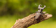 male stag beetle in natural habitat.