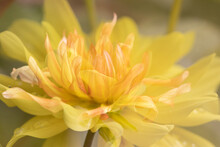 Closeup Of Blooming Yellow Dahlia Flower