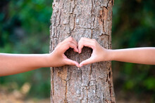 Closeup Hands Of A Boy And A Girl Join Together To Make A Heart Sign On The Tree Trunk In The Forest