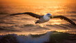 A serene albatross gliding gracefully over the crashing waves of the open ocean, its outstretched wings effortlessly carrying it through the air, as sunlight shimmers off the water.