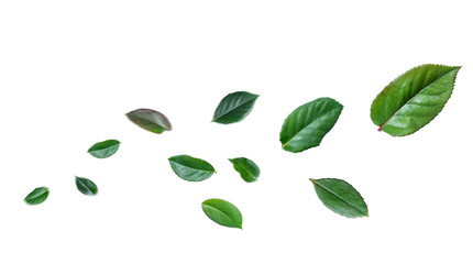 Wall Mural - green rose leaves flying in the air isolated on background.