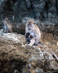 Poster - Monkey cradling its baby on rocks at a beach