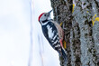 Woodpecker sit on tree looking for food